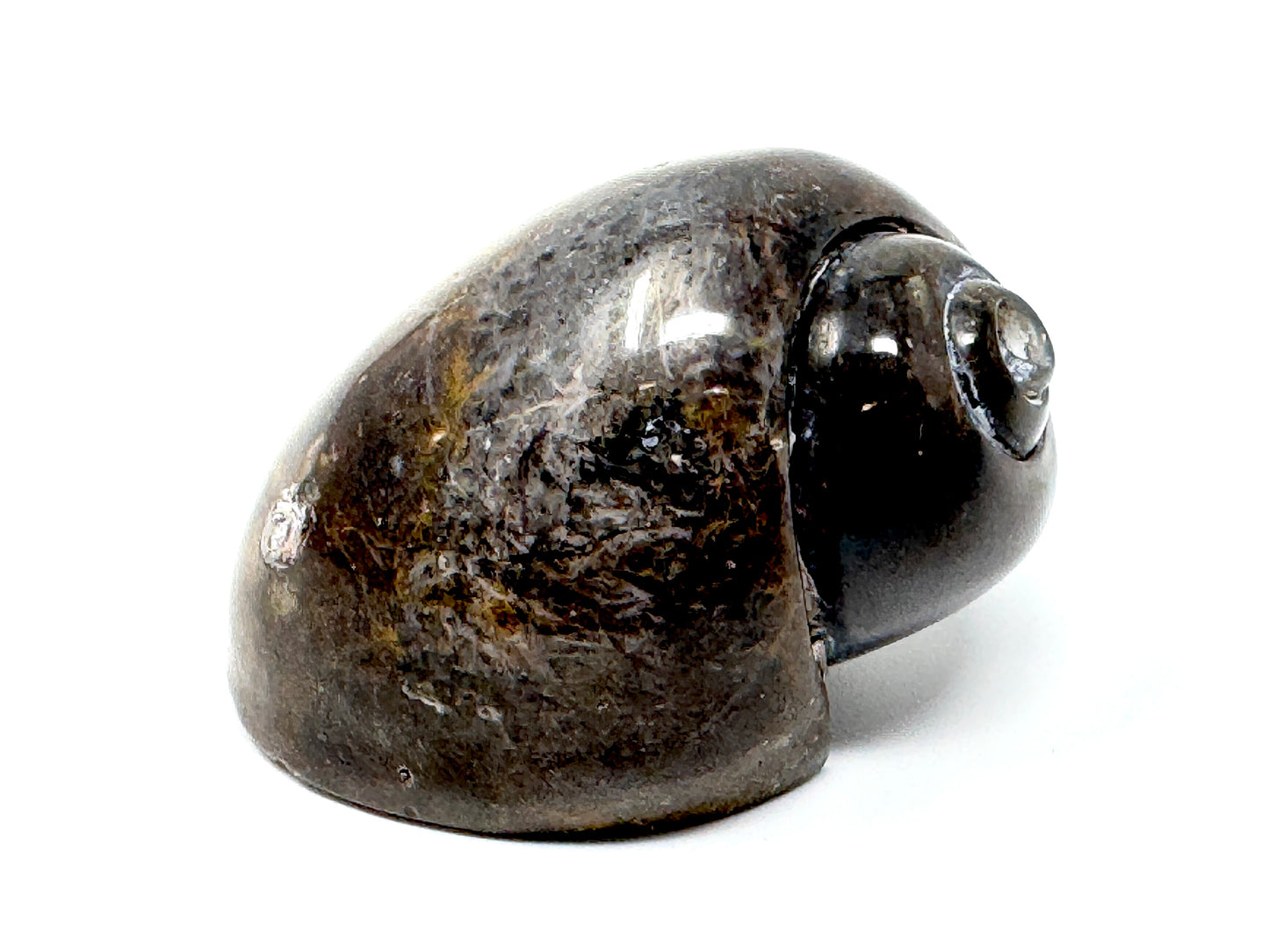 Agatized Gastropod Fossil Polished 5.2cm