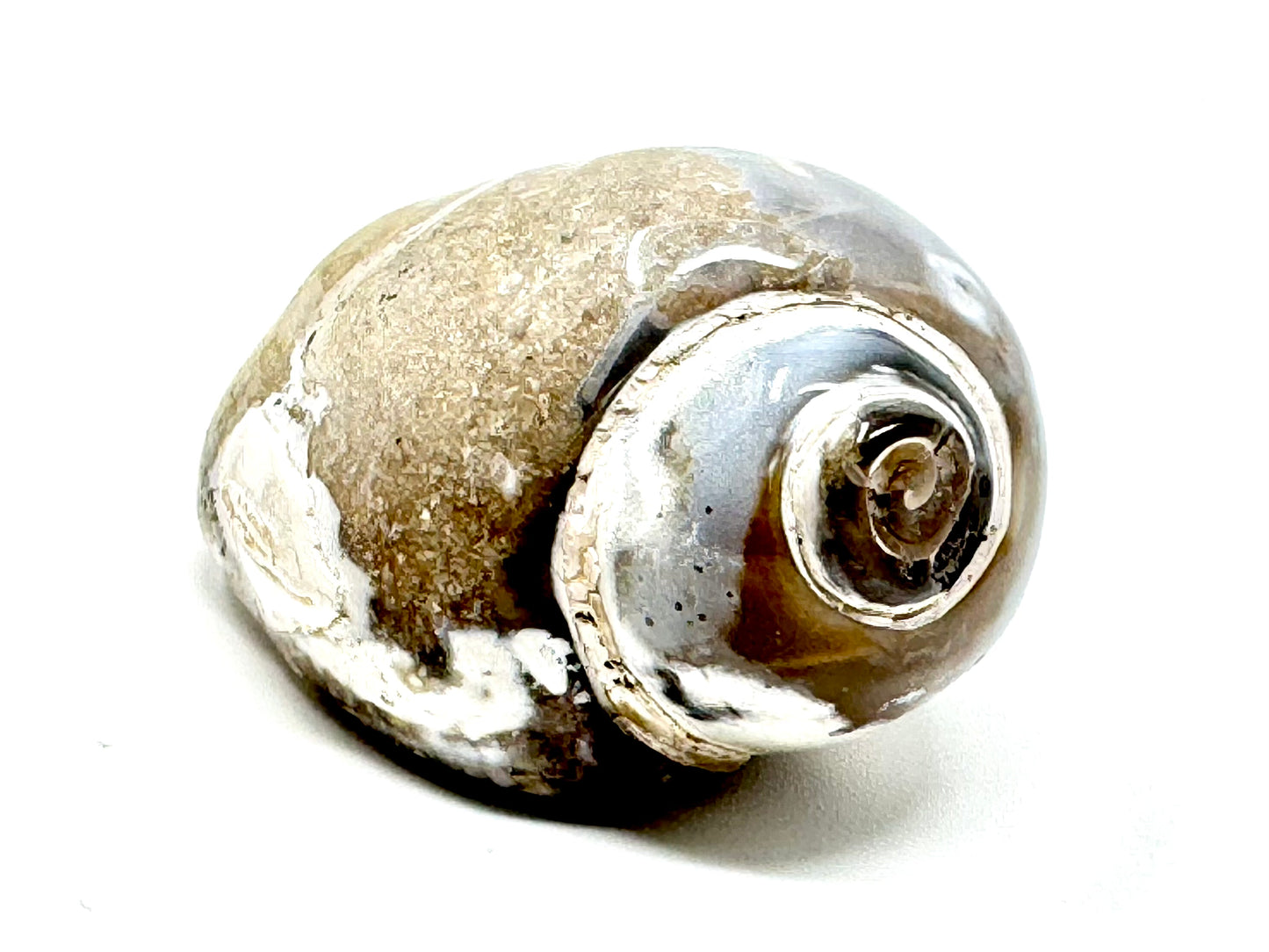 Agatized Gastropod Fossil Polished 4.8cm