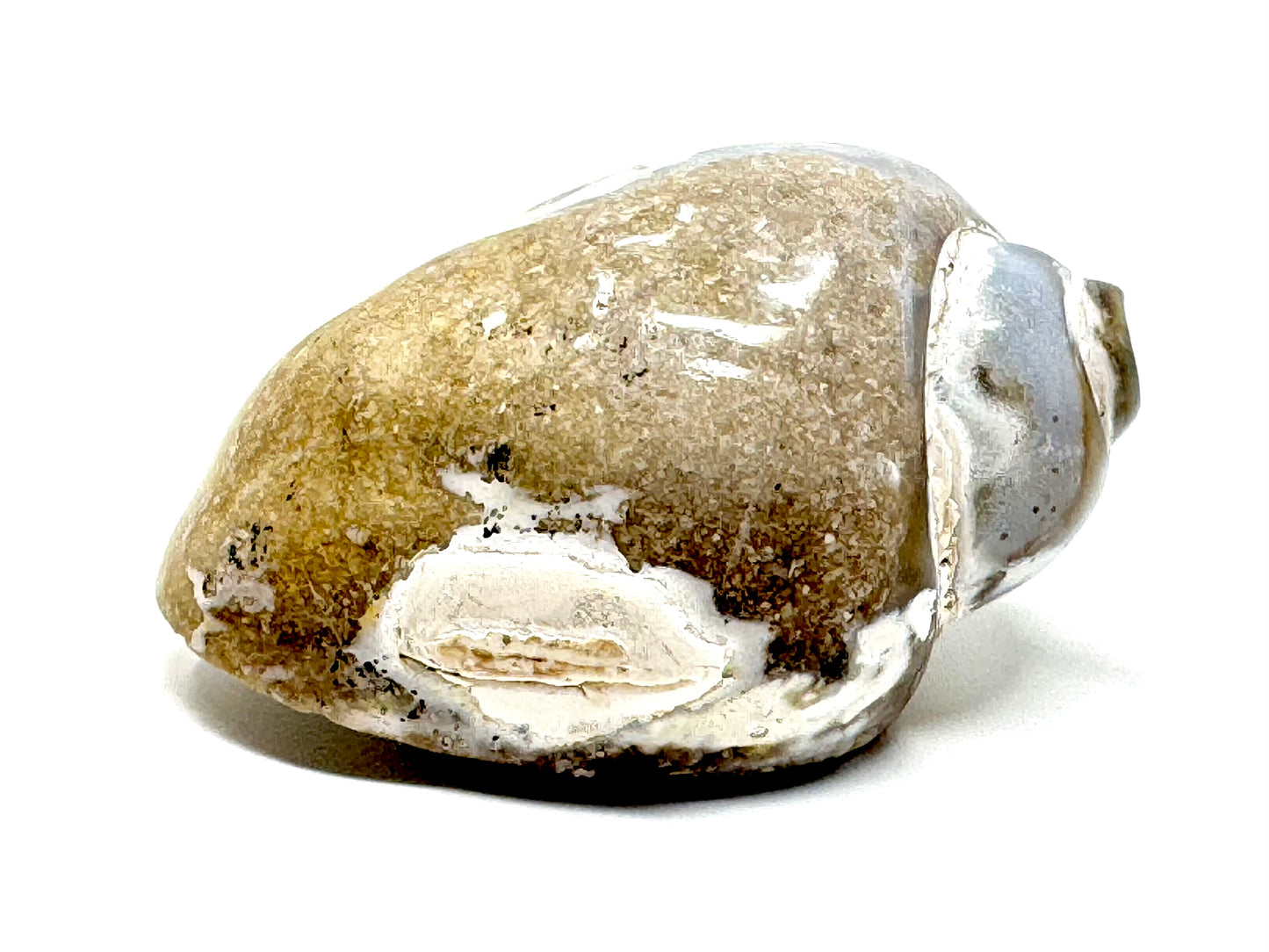 Agatized Gastropod Fossil Polished 4.8cm