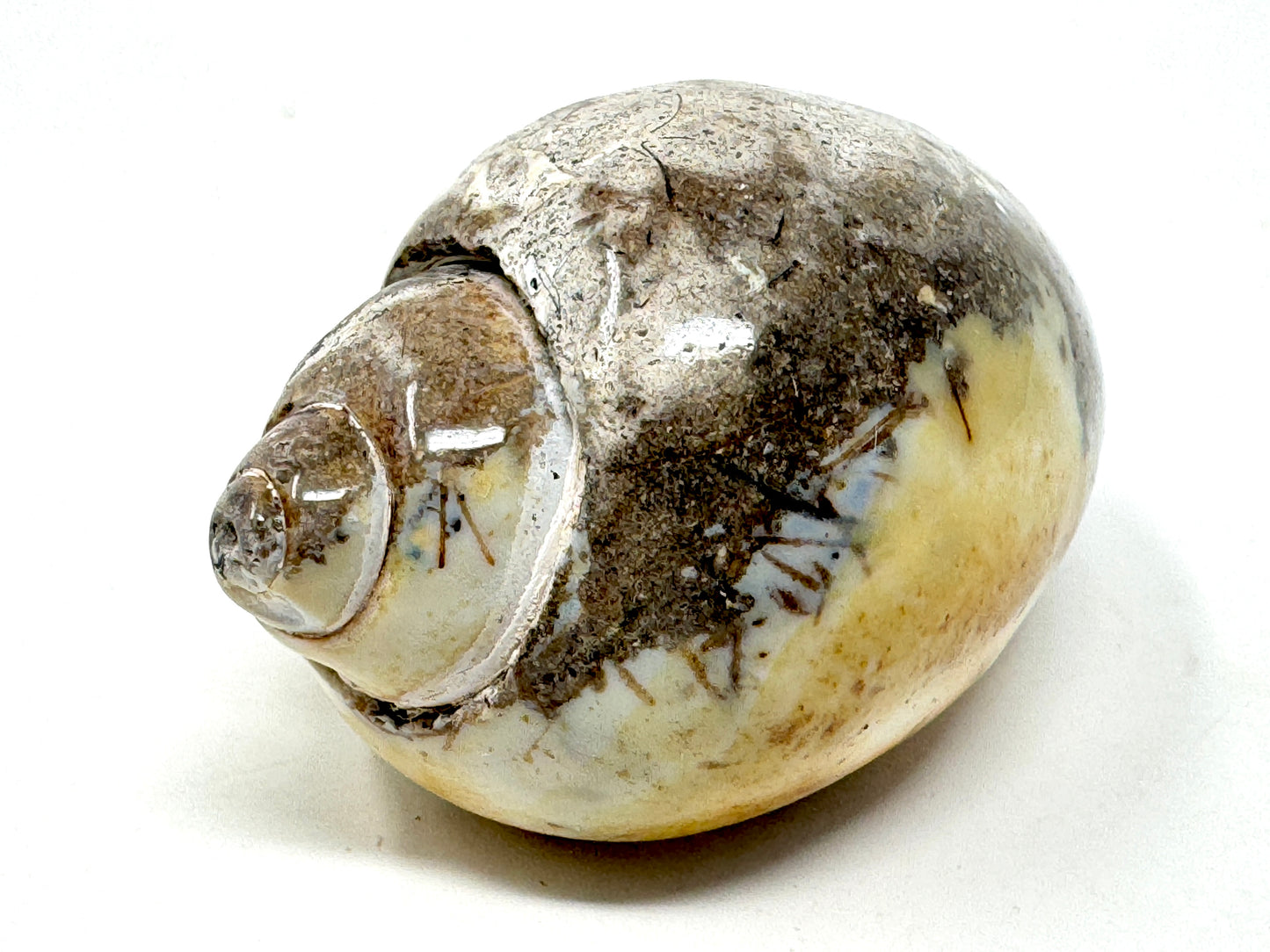 Druzy Agatized Gastropod Fossil Polished 4.9cm