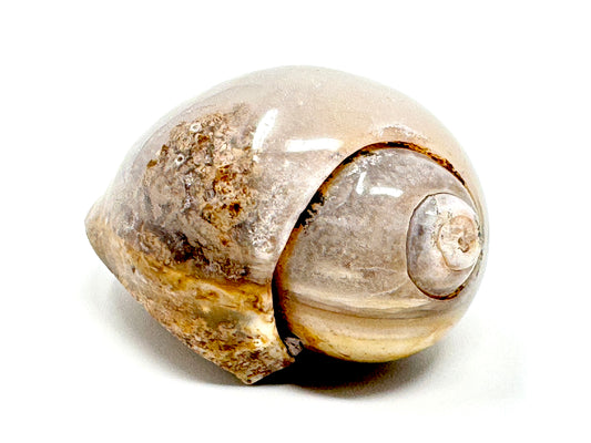 Agatized Gastropod Fossil Polished 5.4cm