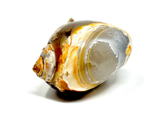 Agatized Gastropod Fossil Polished 4.7cm