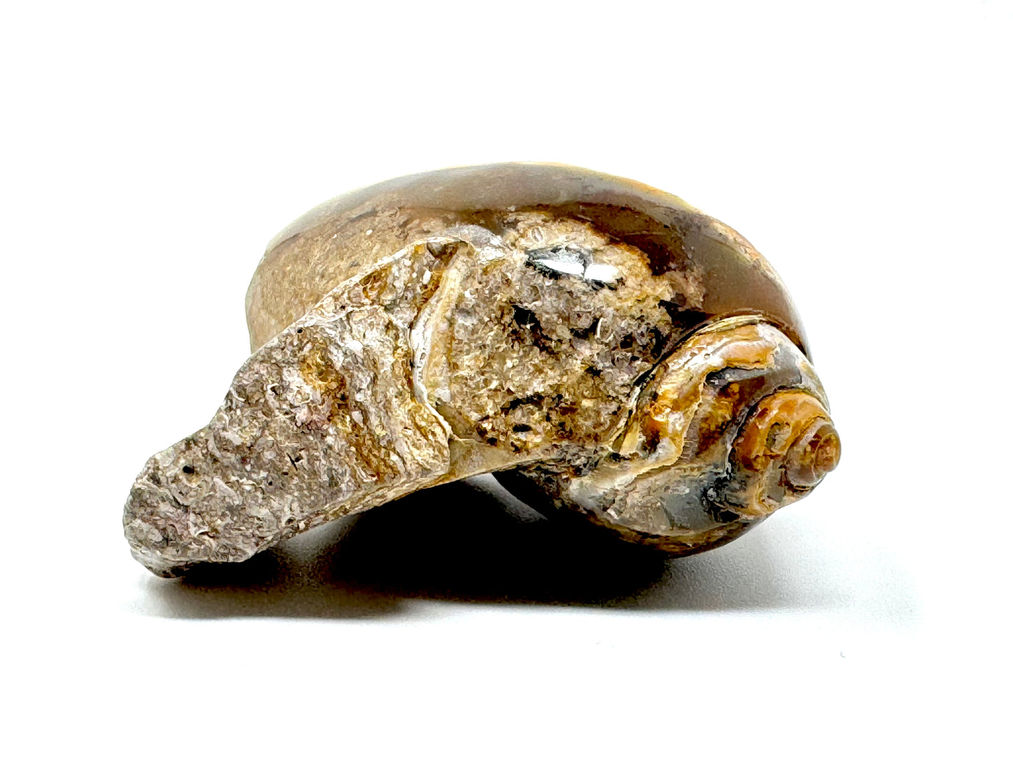 Agatized Gastropod Fossil Polished 4.7cm