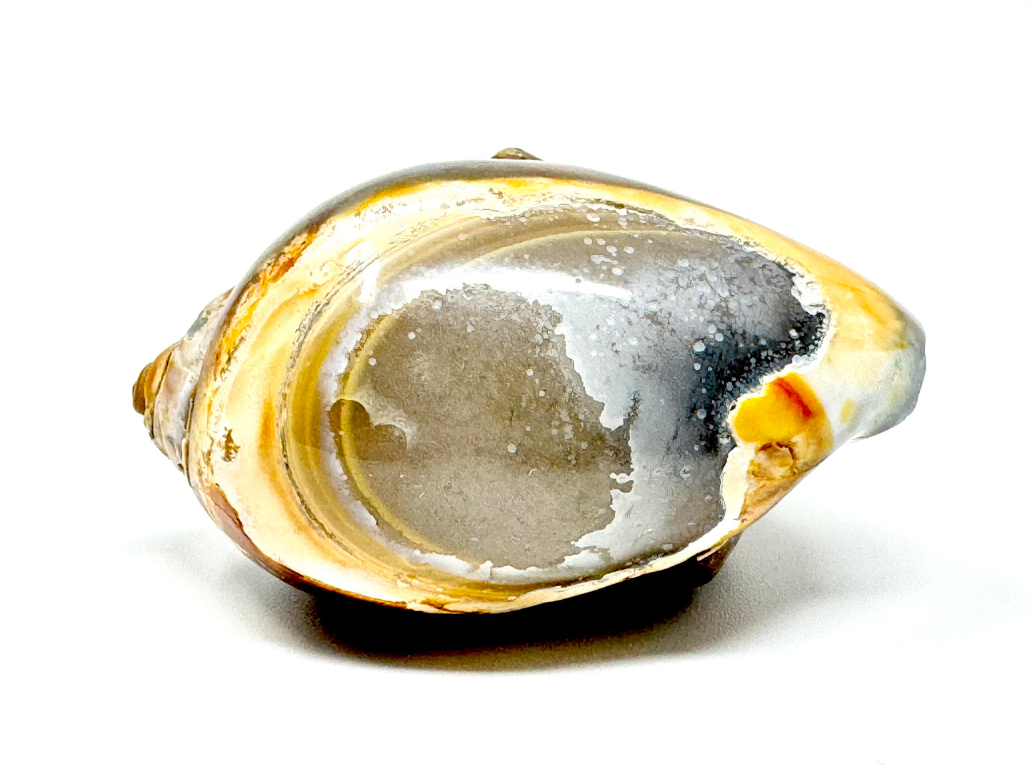 Agatized Gastropod Fossil Polished 4.7cm