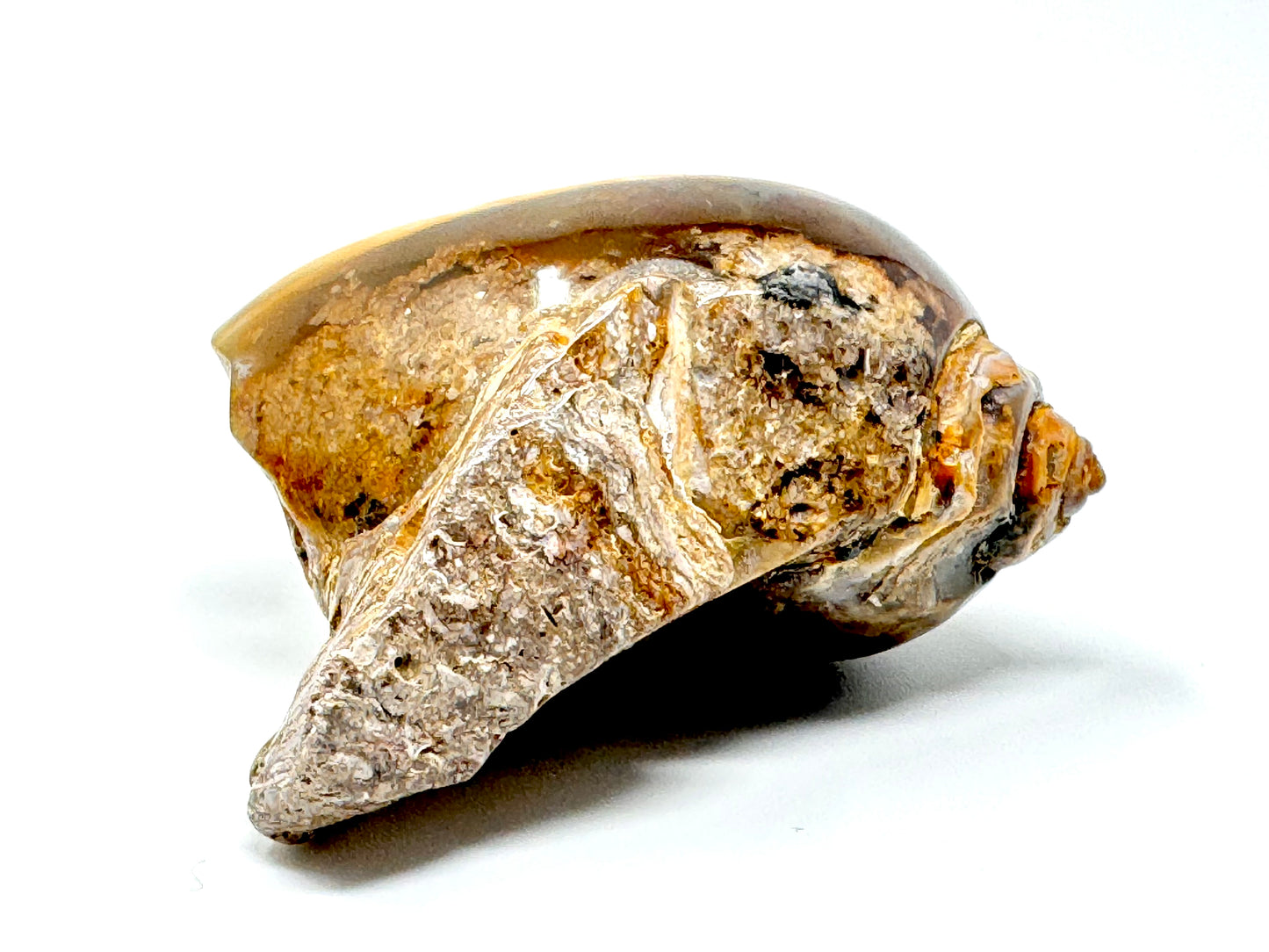 Agatized Gastropod Fossil Polished 4.7cm