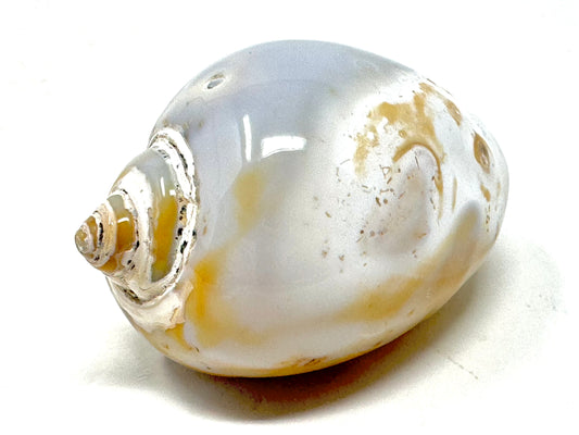 Agatized Gastropod Fossil Polished 4.8cm