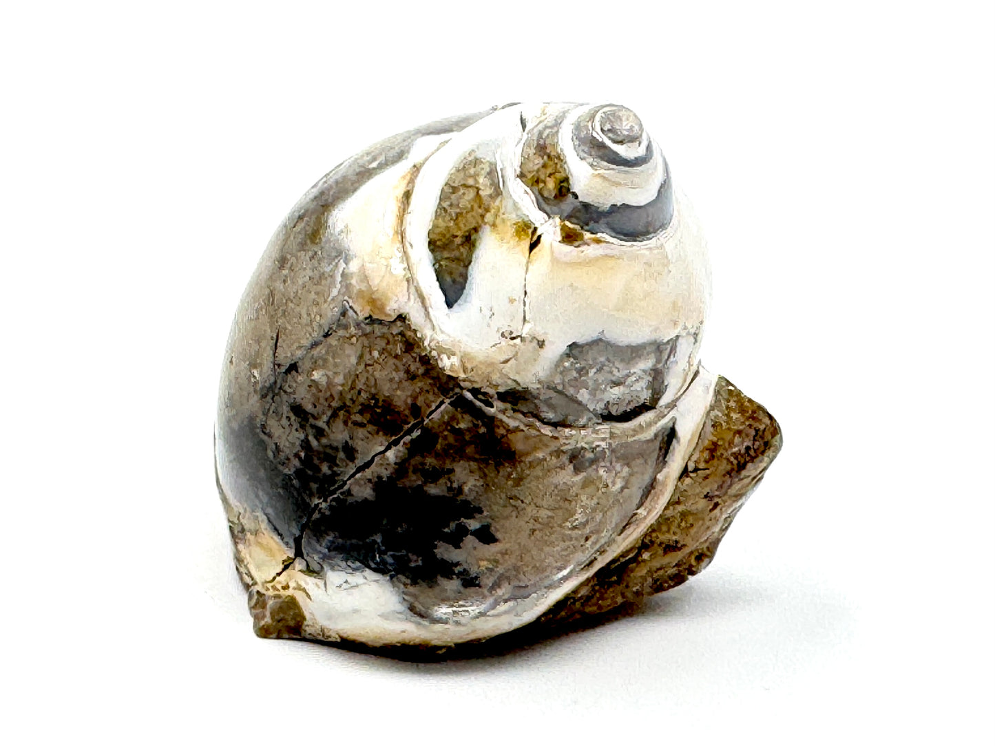 Agatized Gastropod Fossil Polished 5.1cm