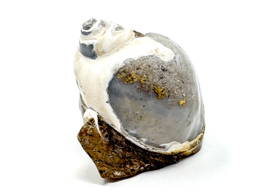 Agatized Gastropod Fossil Polished 5.1cm