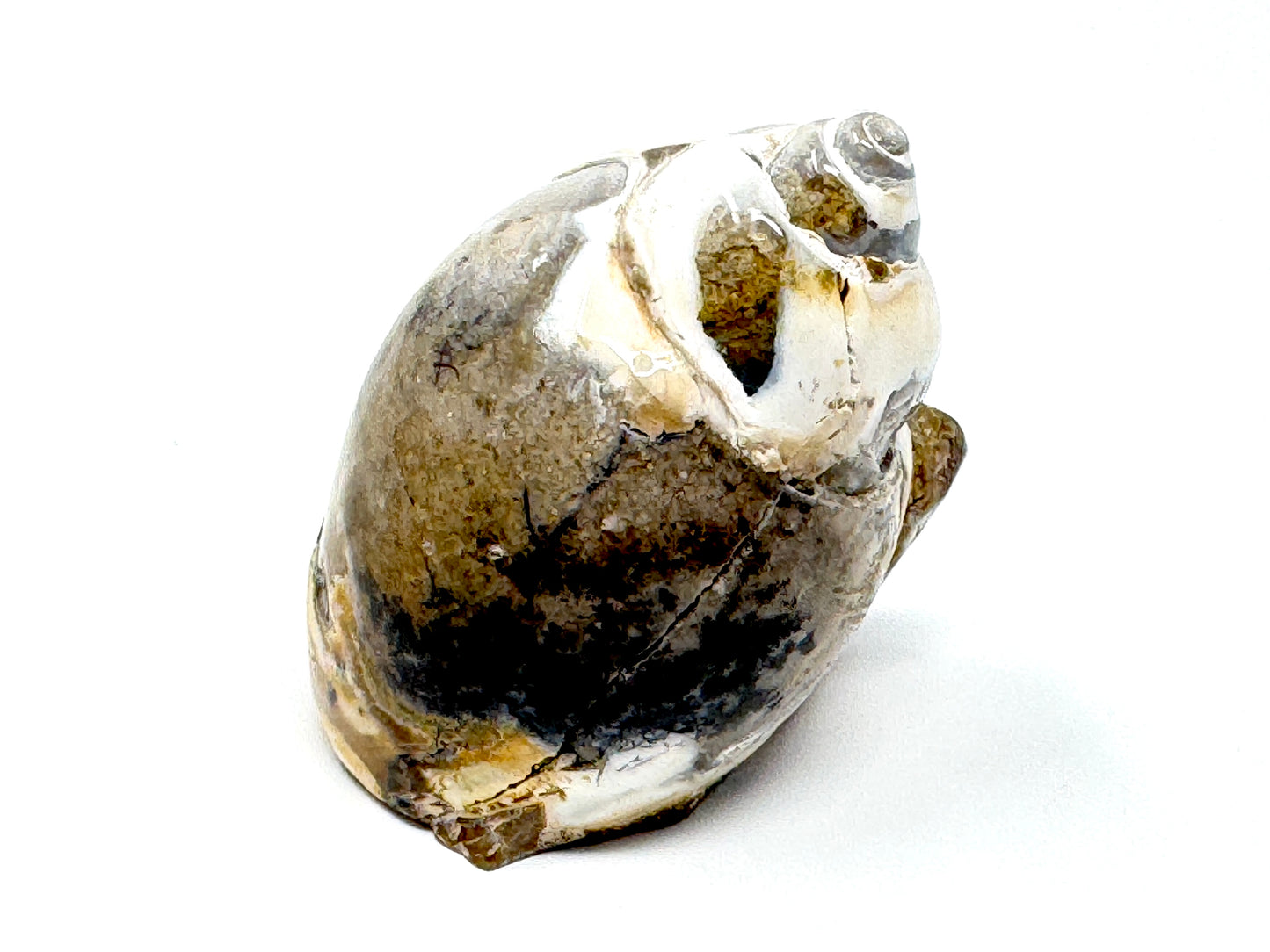 Agatized Gastropod Fossil Polished 5.1cm