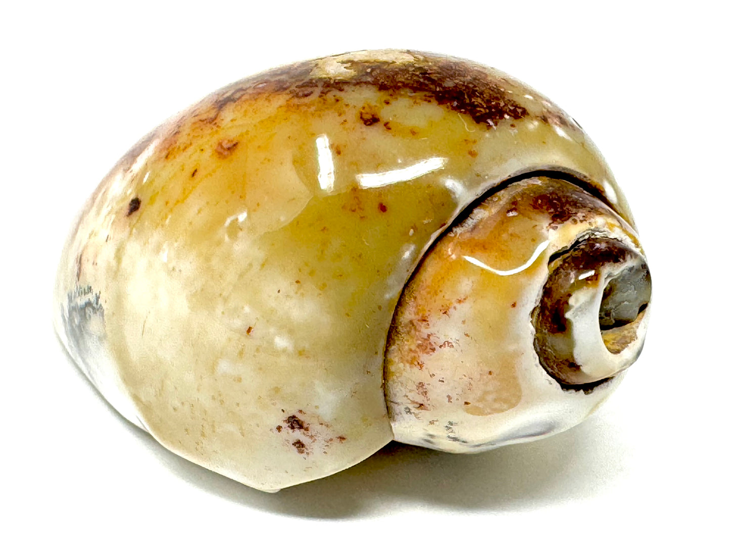 Agatized Gastropod Fossil Polished 5cm