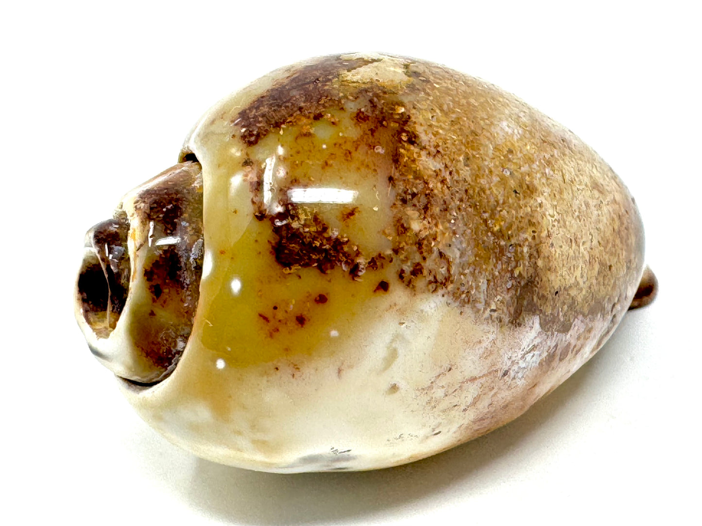 Agatized Gastropod Fossil Polished 5cm