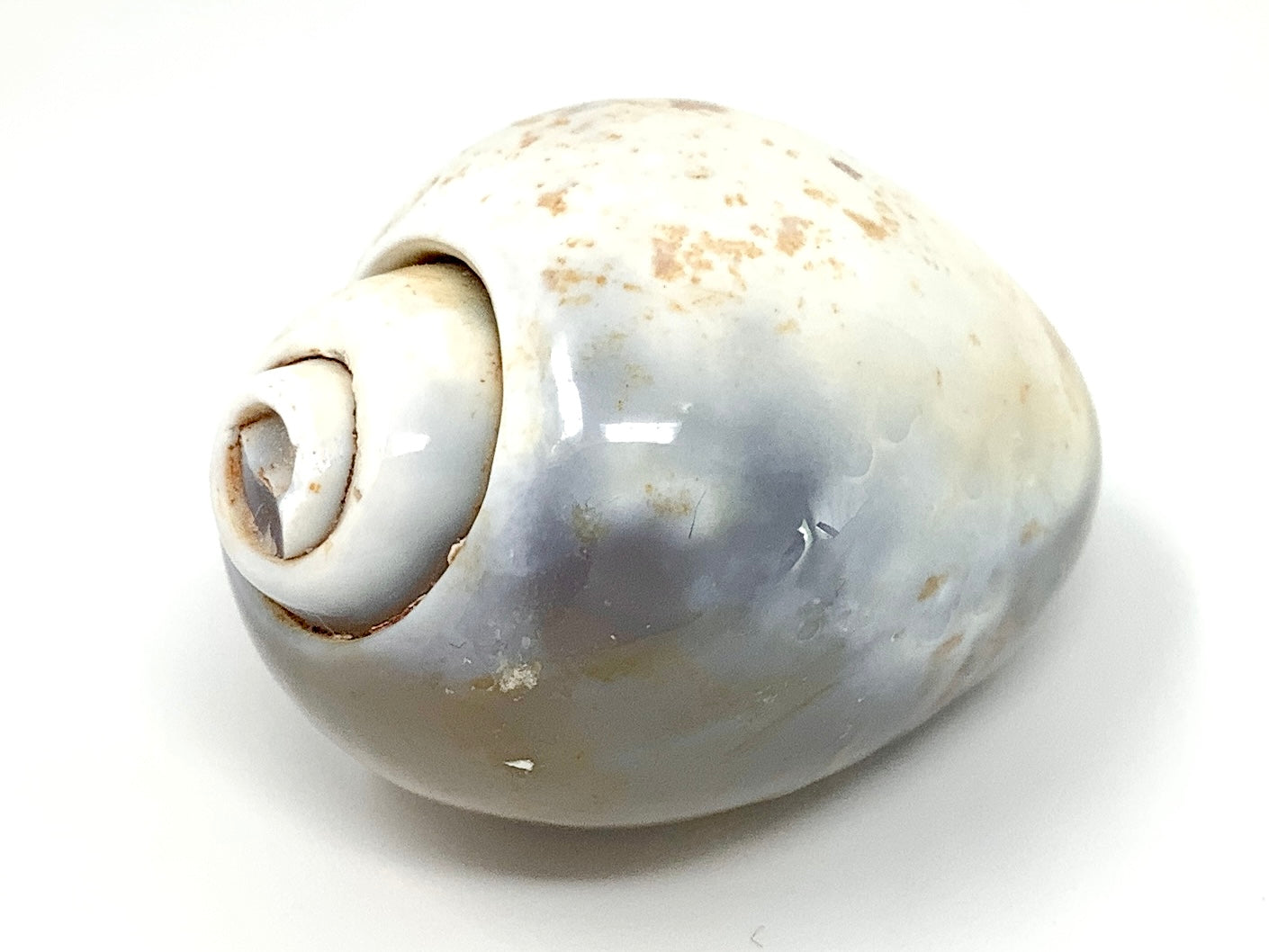 Agatized Gastropod Fossil Polished 4.8cm