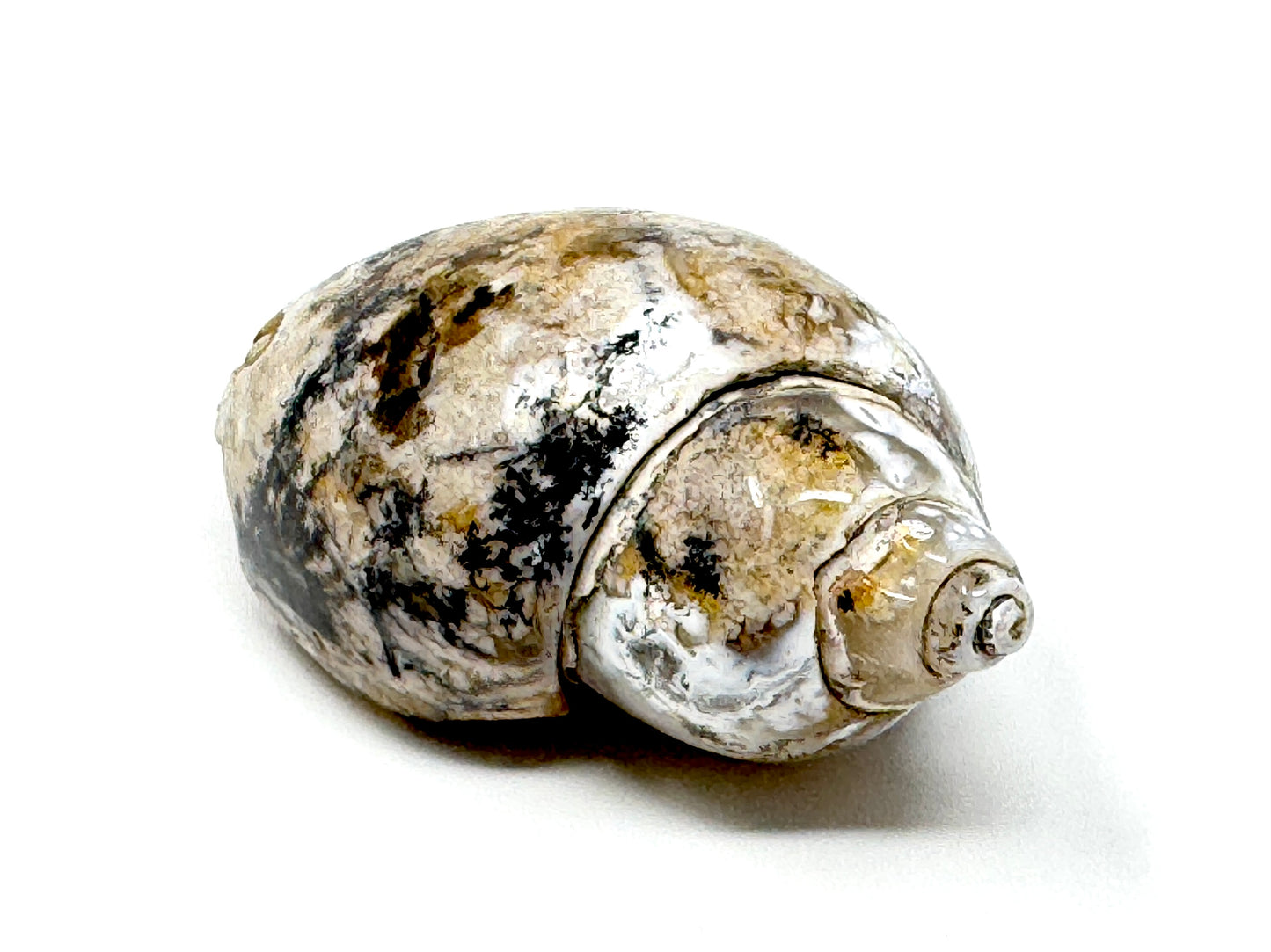 Agatized Gastropod Fossil Polished 5.1cm