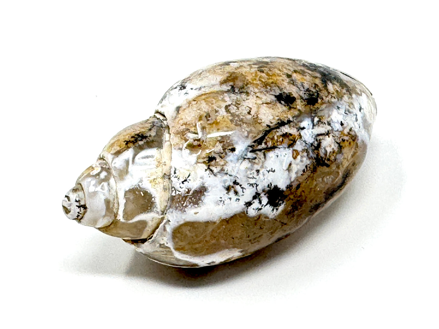 Agatized Gastropod Fossil Polished 5.1cm