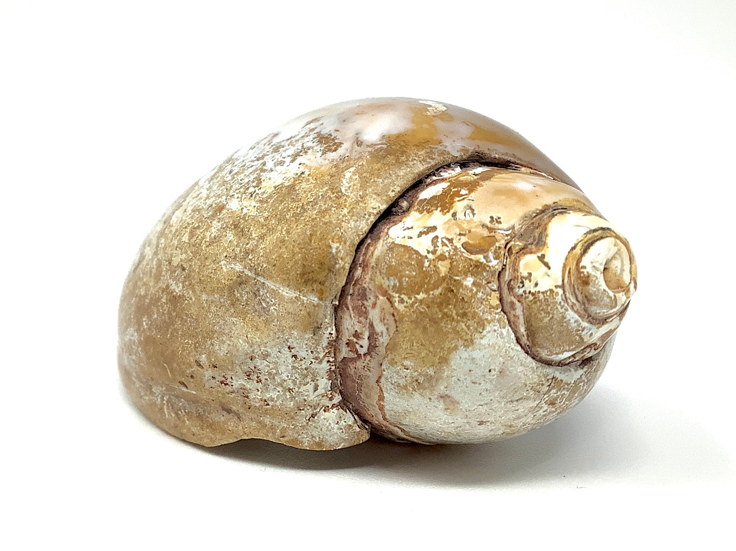 Agatized Gastropod Fossil Polished 5.2cm