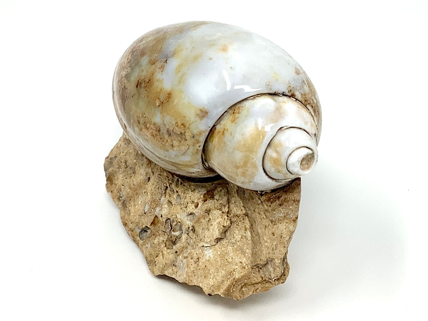 Agatized Gastropod Fossil Polished 5.6cm