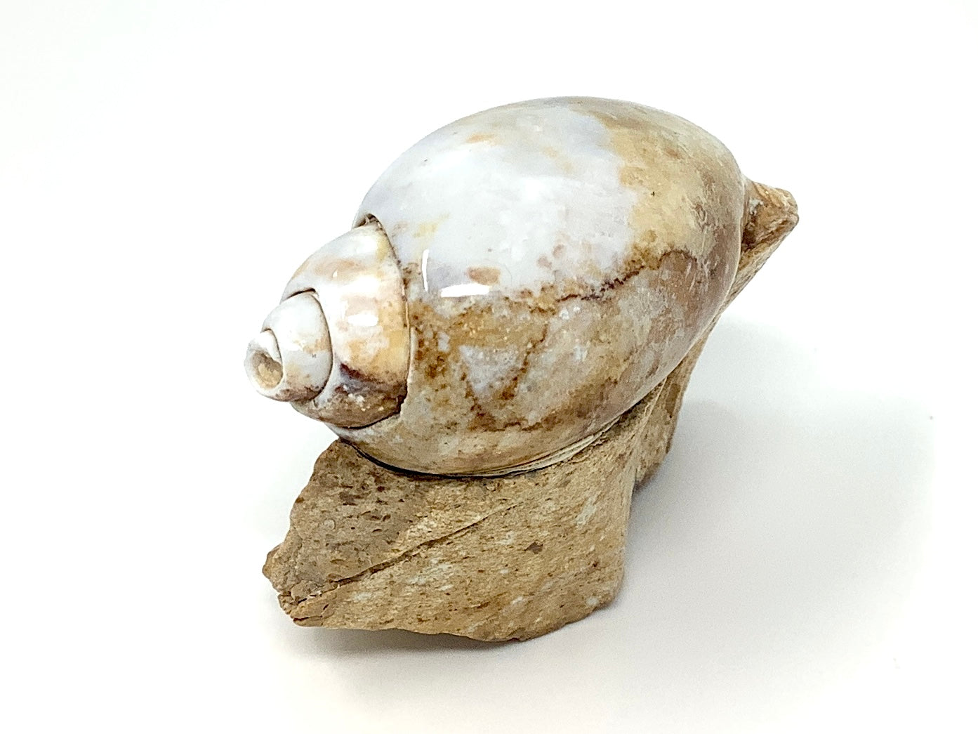 Agatized Gastropod Fossil Polished 5.6cm