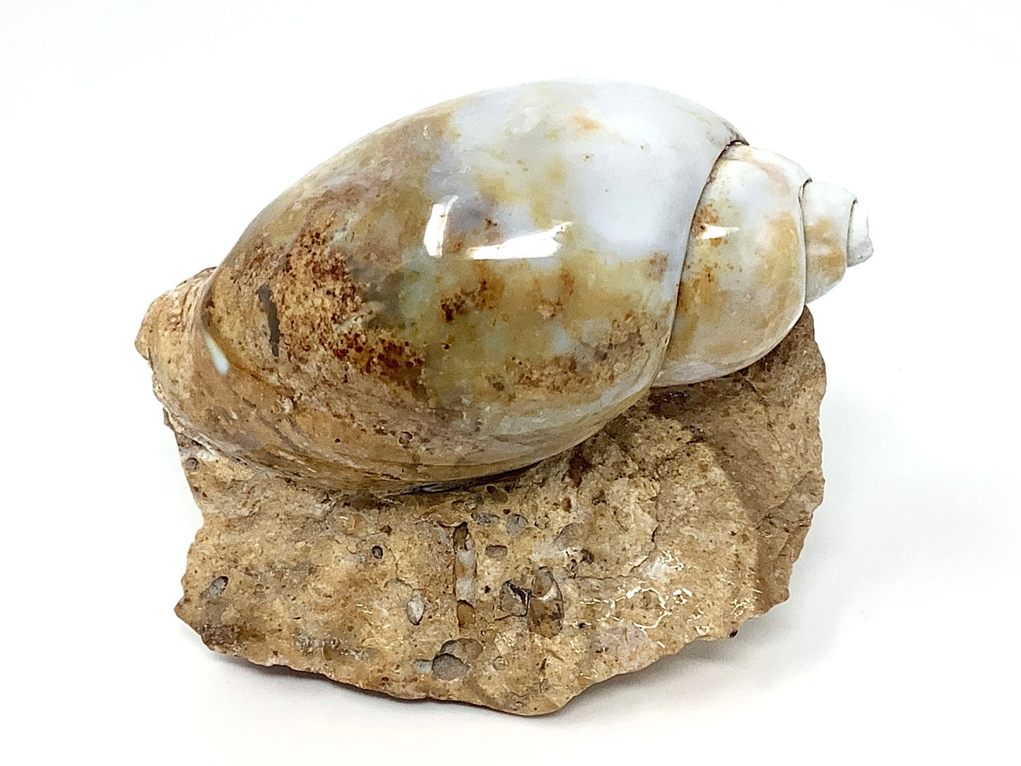 Agatized Gastropod Fossil Polished 5.6cm