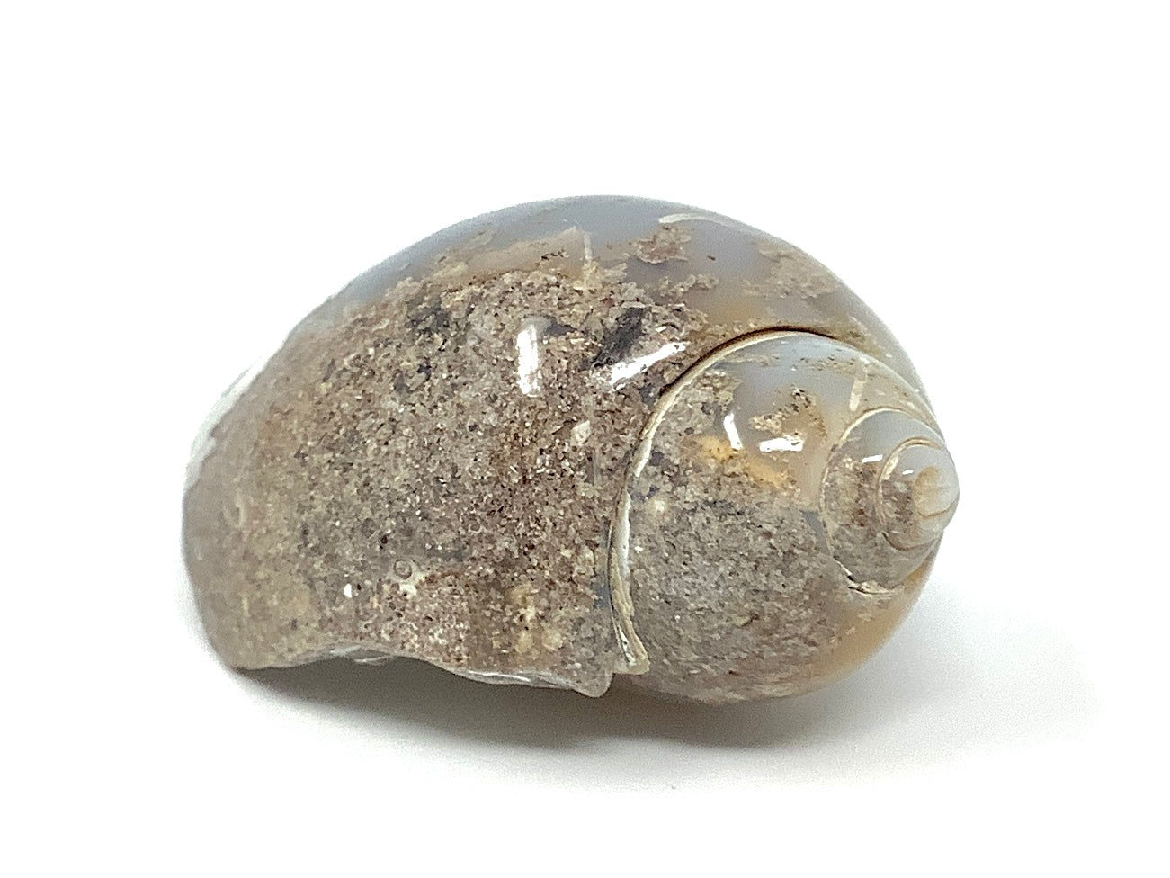 Agatized Gastropod Fossil Polished 4.3cm