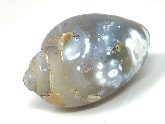 Agatized Gastropod Fossil Polished 4.3cm