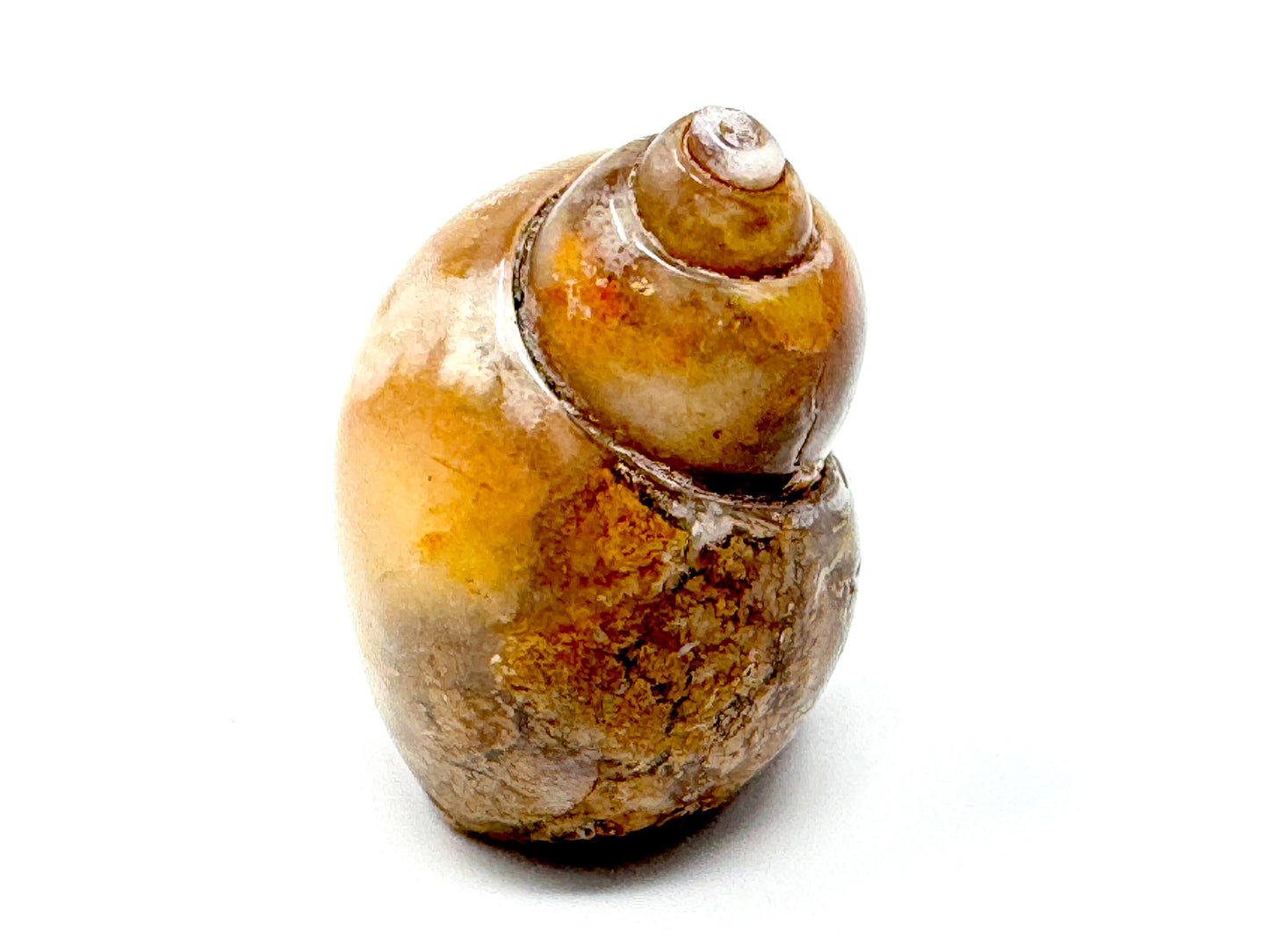 Agatized Gastropod Fossil Polished 4.8cm