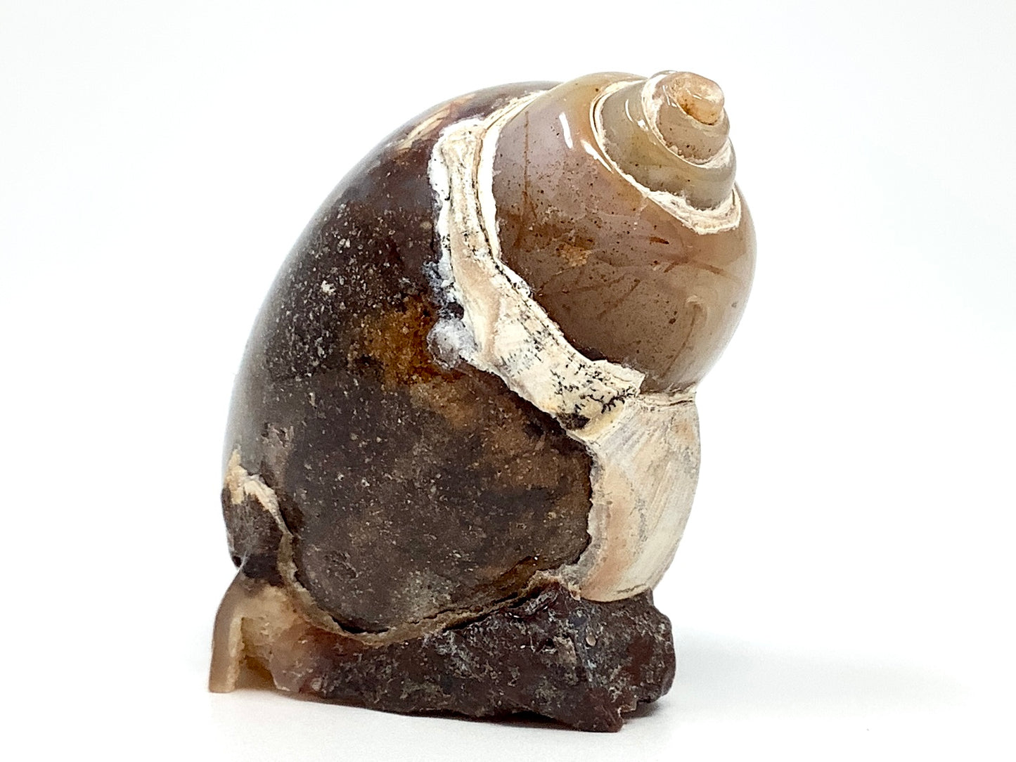 Agatized Gastropod Fossil Polished 5cm