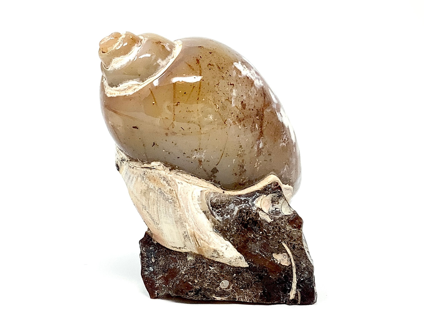 Agatized Gastropod Fossil Polished 5cm