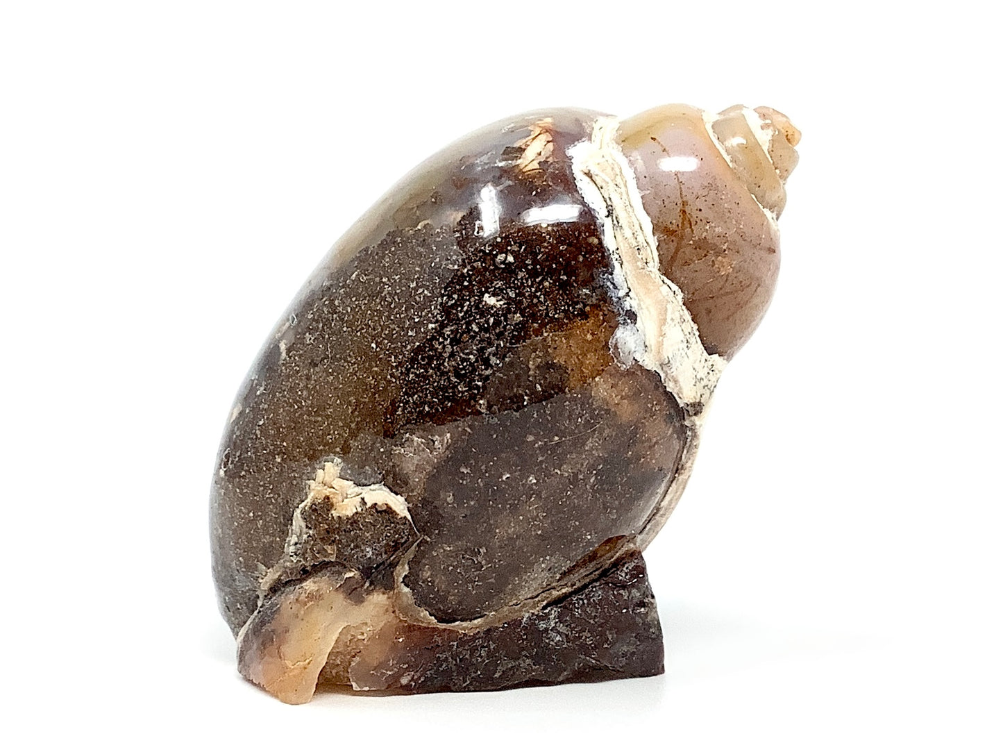 Agatized Gastropod Fossil Polished 5cm