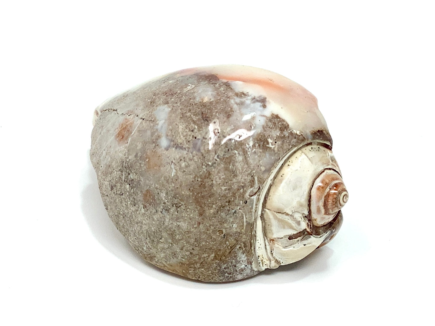 Agatized Gastropod Fossil Polished 5.3cm