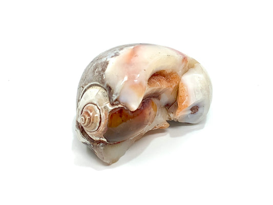 Agatized Gastropod Fossil Polished 5.3cm