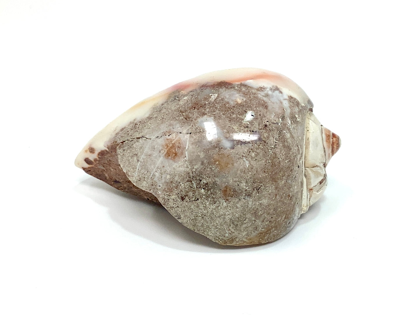 Agatized Gastropod Fossil Polished 5.3cm