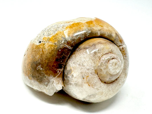 Druzy Agatized Gastropod Fossil Polished 6cm