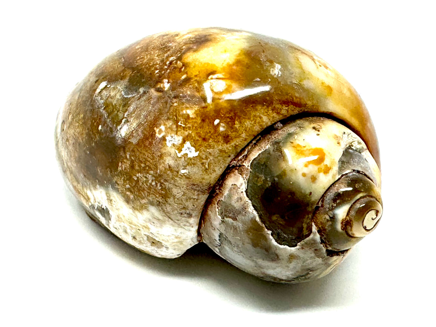 Agatized Gastropod Fossil Polished 5.6cm