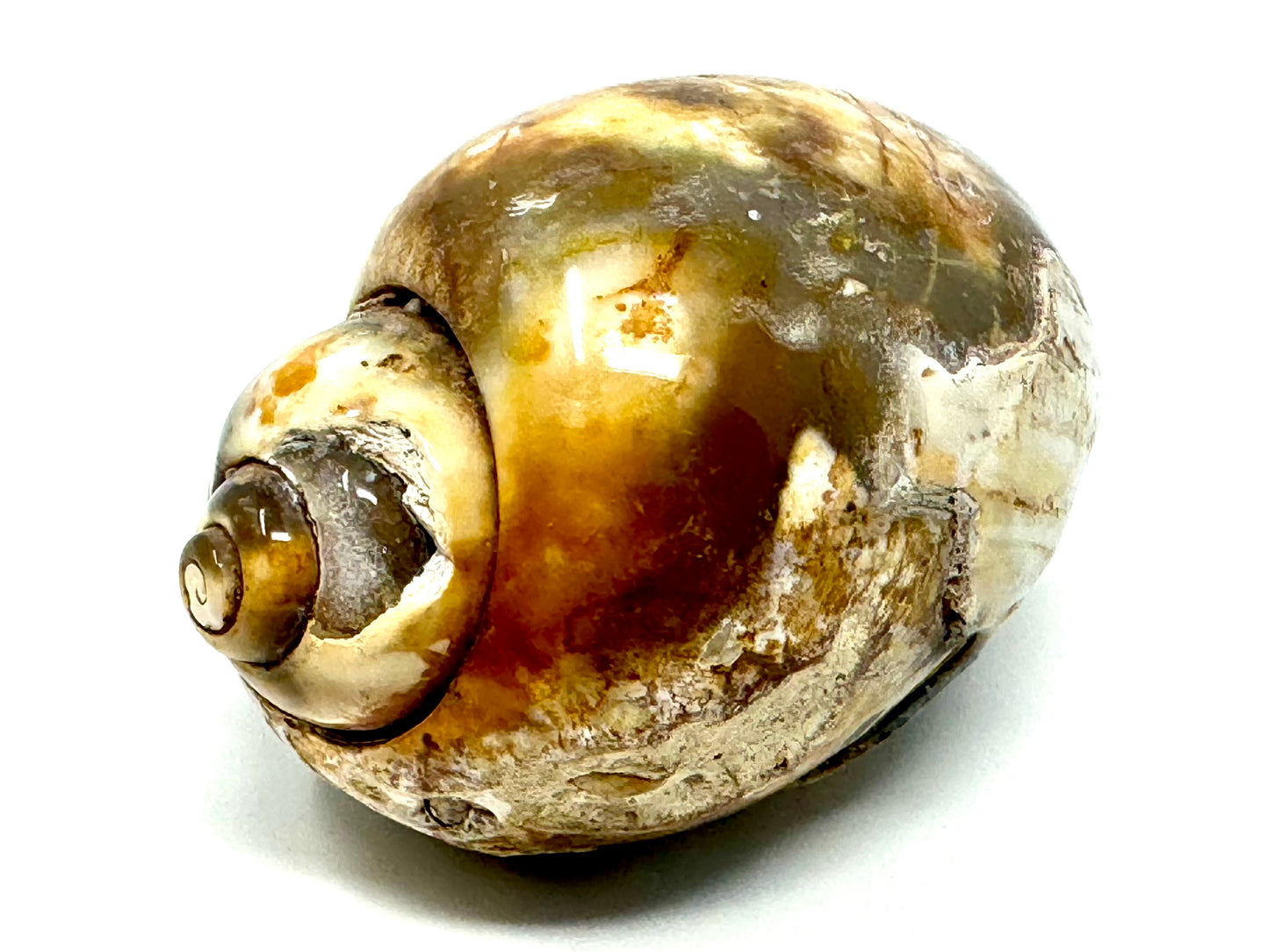 Agatized Gastropod Fossil Polished 5.6cm