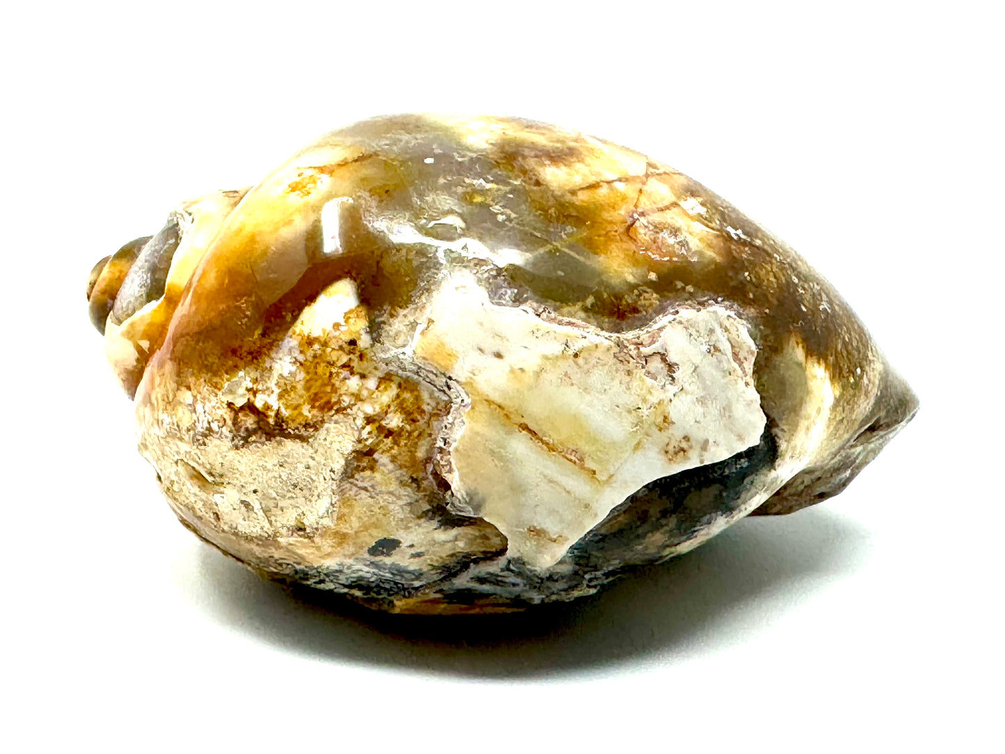 Agatized Gastropod Fossil Polished 5.6cm