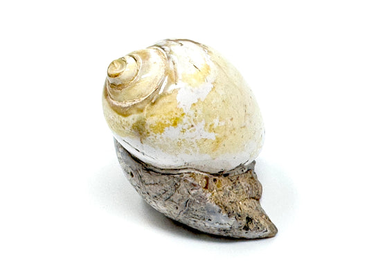 Agatized Gastropod Fossil Polished 4.8cm