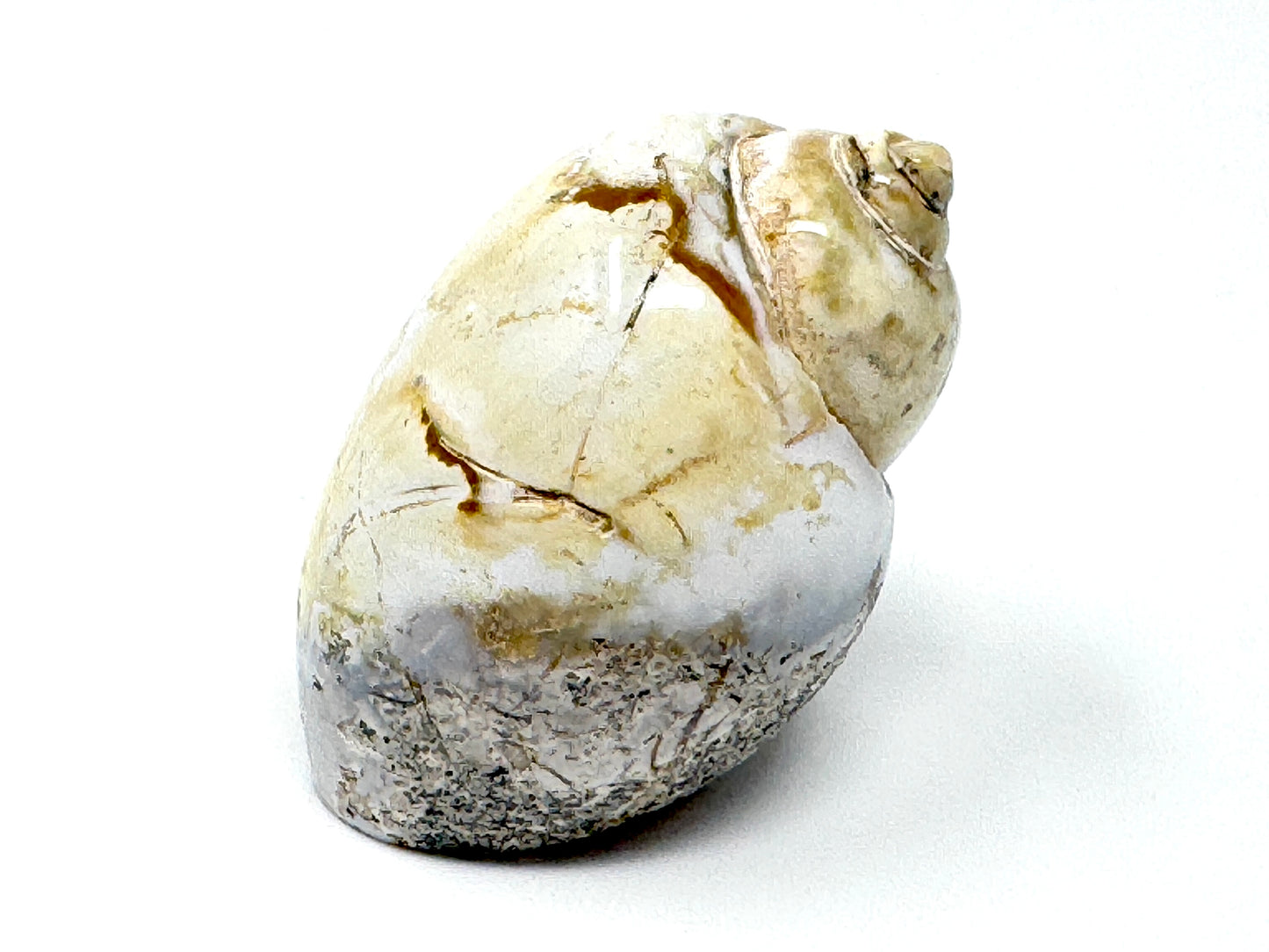 Agatized Gastropod Fossil Polished 4.8cm