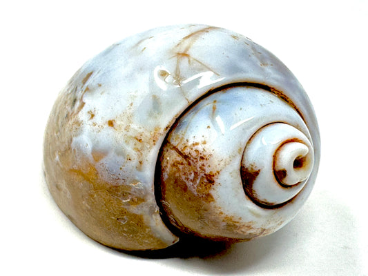 Agatized Gastropod Fossil Polished 5cm