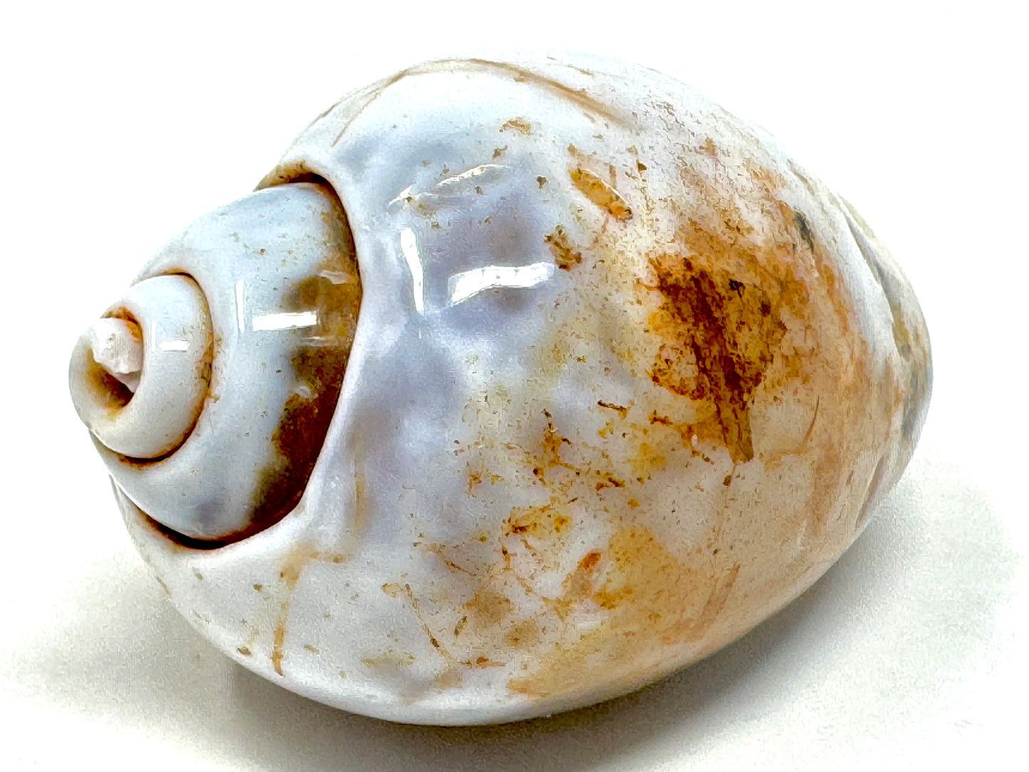 Agatized Gastropod Fossil Polished 5cm