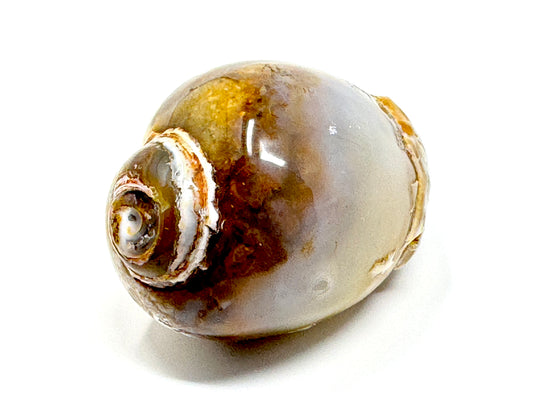 Agatized Gastropod Fossil Polished 5.1cm