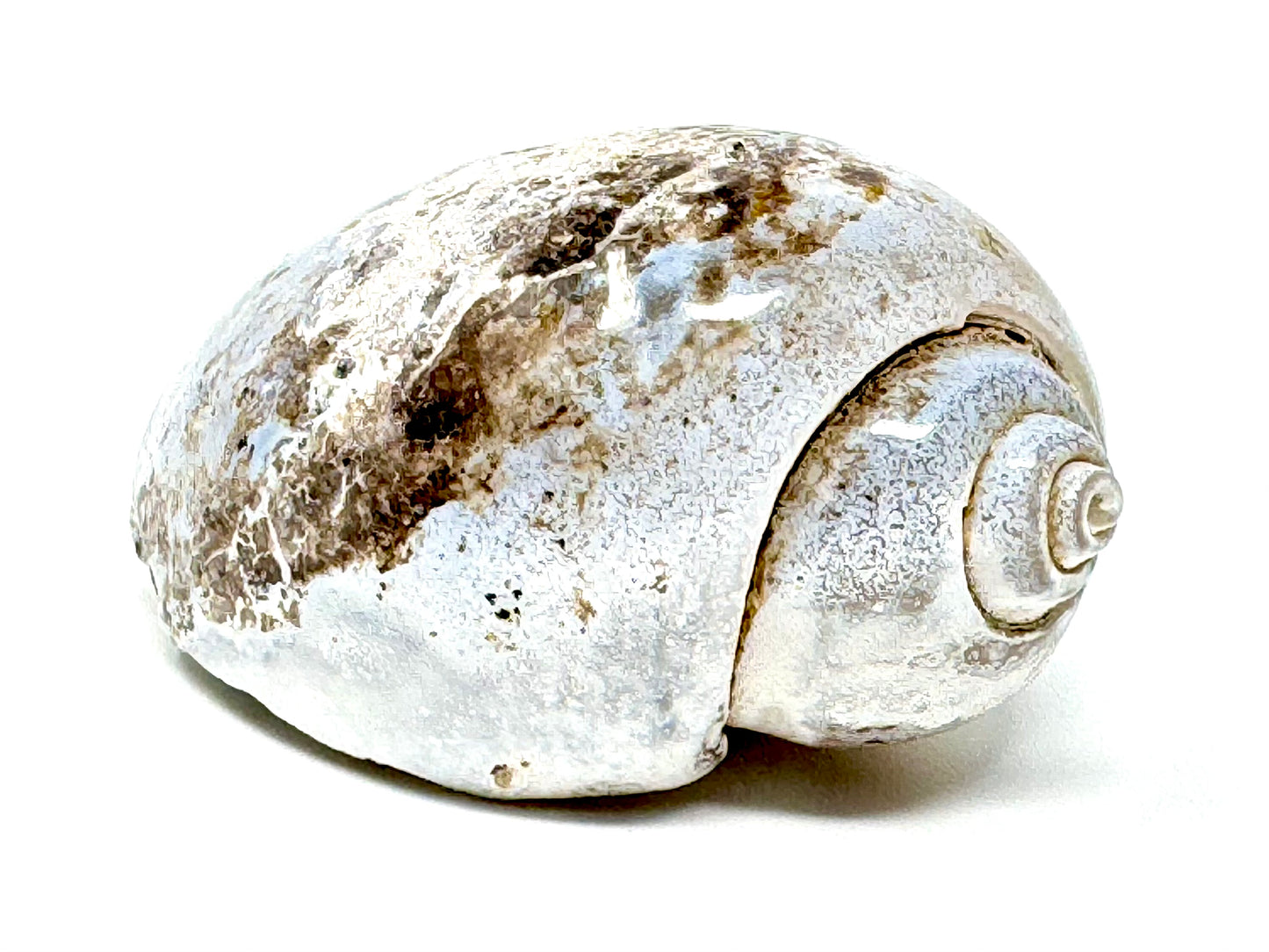 Agatized Gastropod Fossil Polished 5.3cm