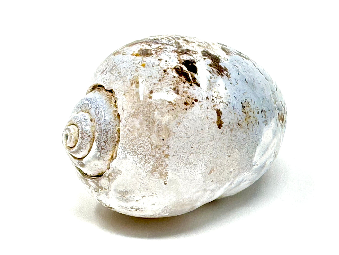 Agatized Gastropod Fossil Polished 5.3cm