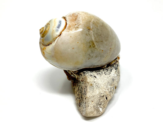 Agatized Gastropod Fossil Polished 5.8cm