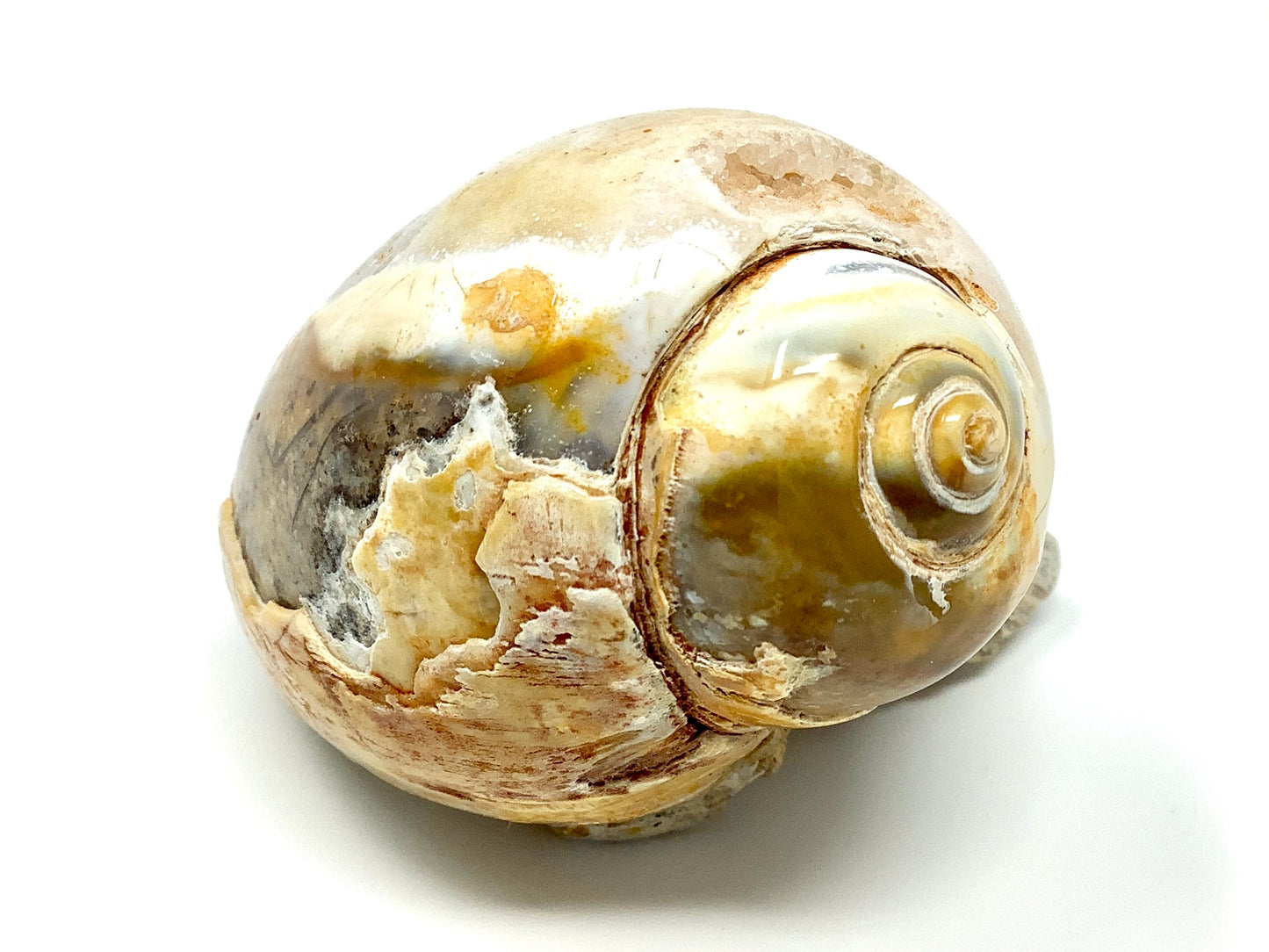 Agatized Gastropod Fossil Polished 5.8cm