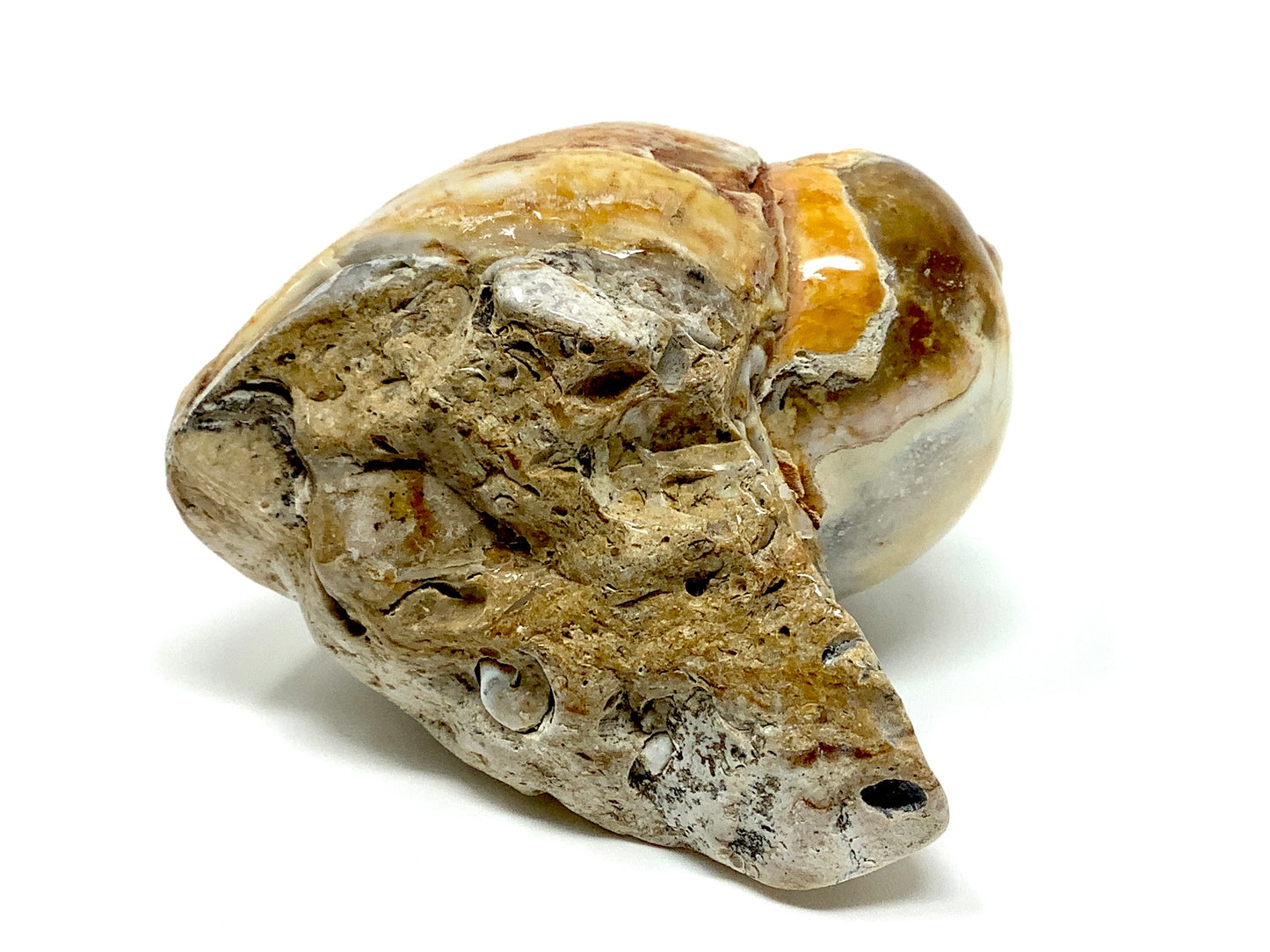 Agatized Gastropod Fossil Polished 5.8cm