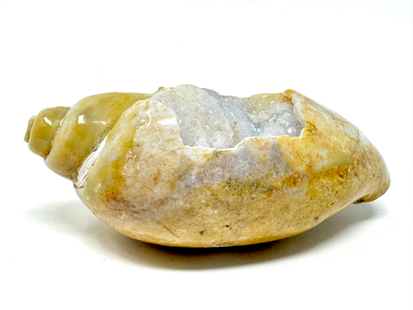 Druzy Agatized Gastropod Fossil Polished 5.7cm