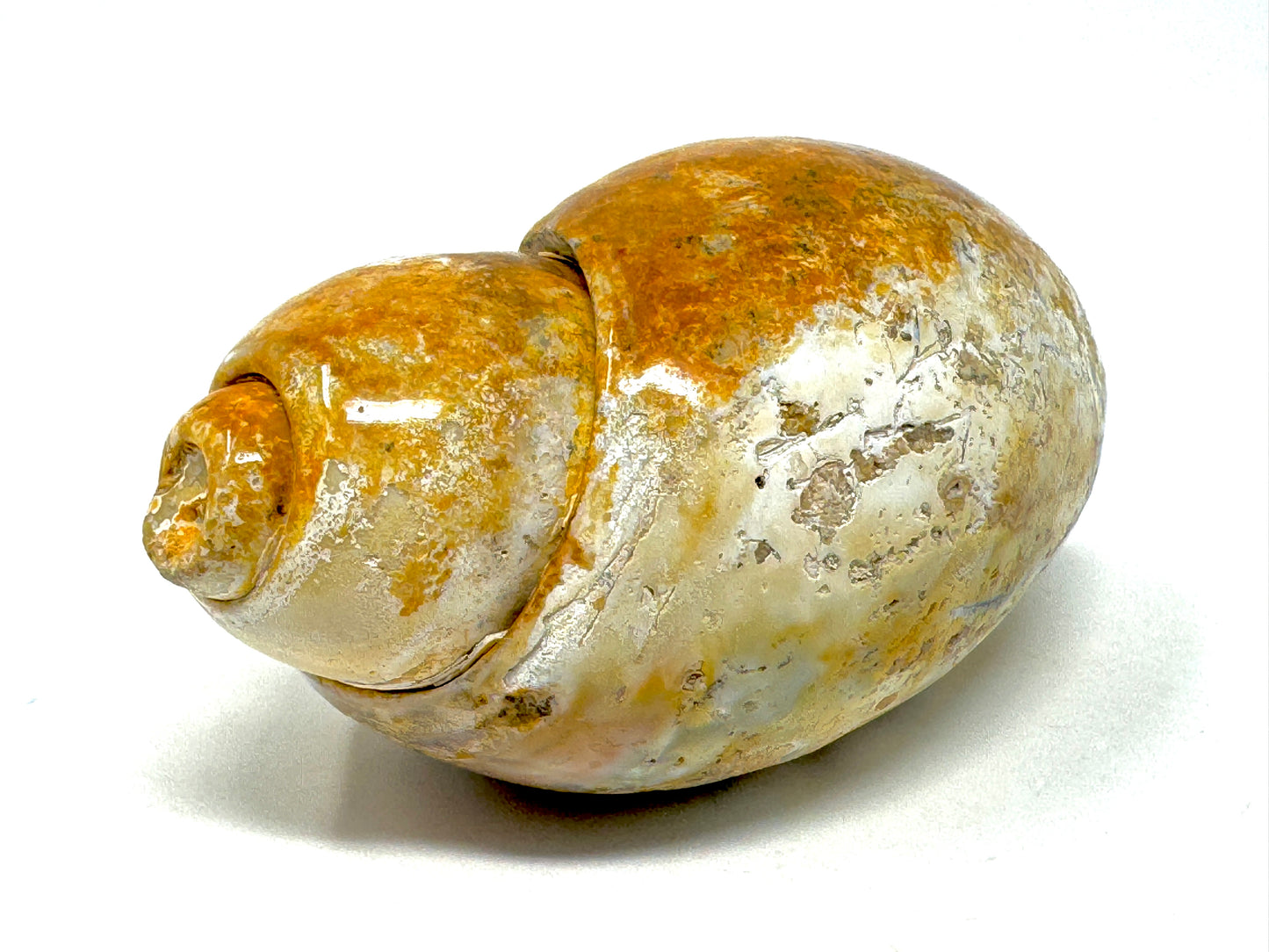 Druzy Agatized Gastropod Fossil Polished 5.4cm