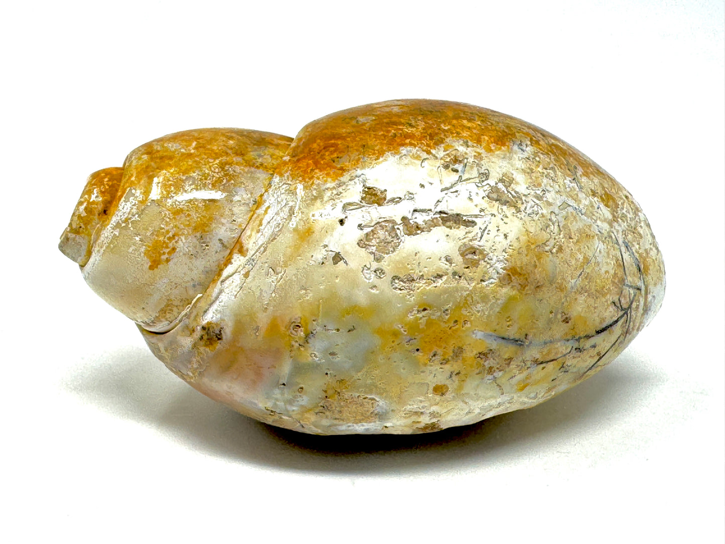 Druzy Agatized Gastropod Fossil Polished 5.4cm