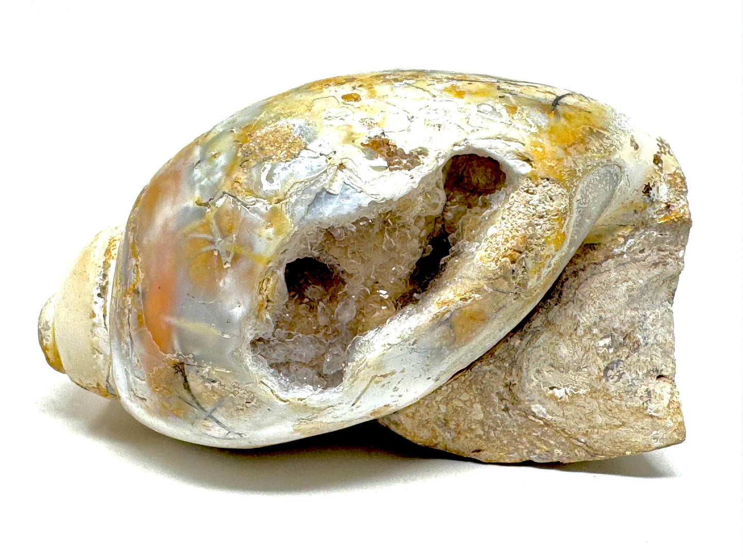 Druzy Agatized Gastropod Fossil Polished 5.4cm