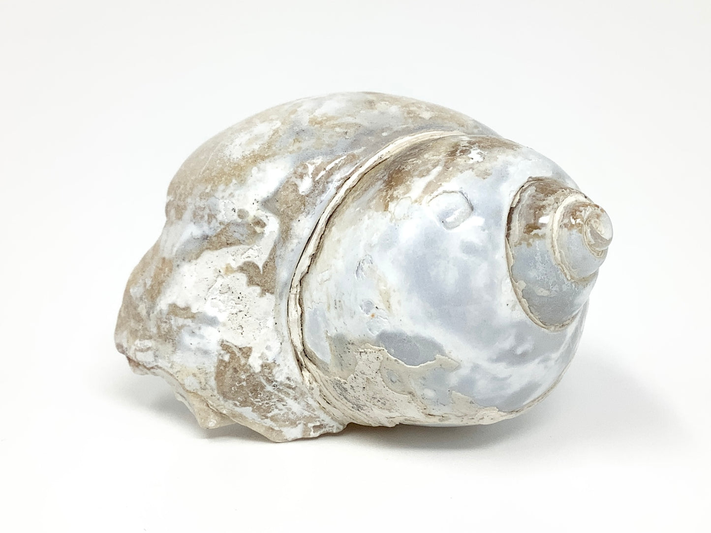 Agatized Gastropod Fossil Polished 5cm